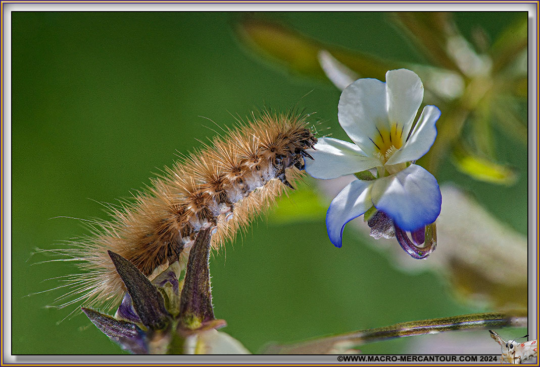 Chenille sur Pensée